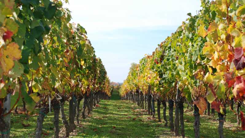 Barcelona: Coastline E-Bike and Wine Tasting Tour - Languages and Group Size