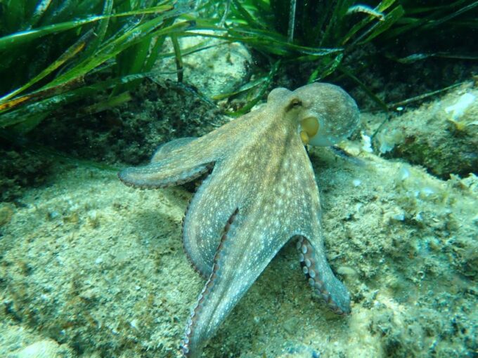 Barcelona: Costa Brava Kayak, Snorkel & Cliff Jump W/ Lunch - Frequently Asked Questions