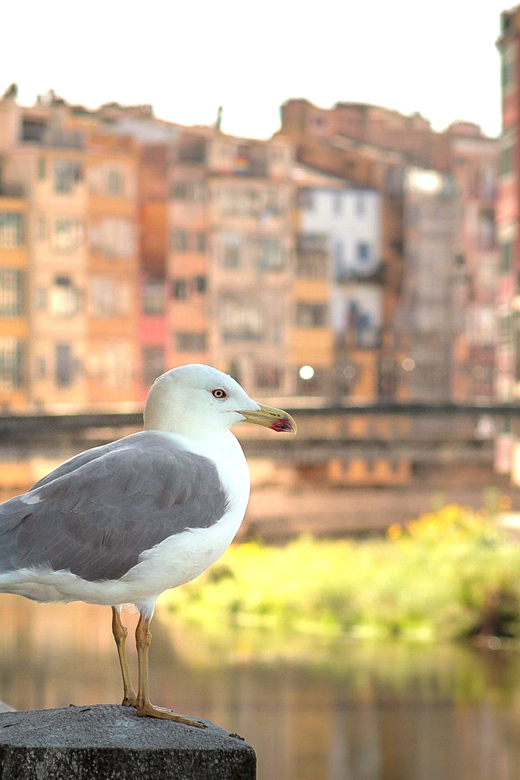 Barcelona Day Trip: Girona Costa Brava Top Beach Group Tour - Key Points