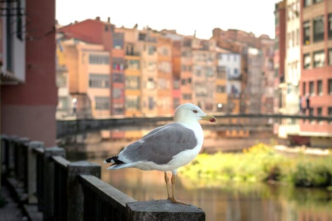 Barcelona Day Trip: Girona Costa Brava Top Beach Group Tour - Tour Restrictions