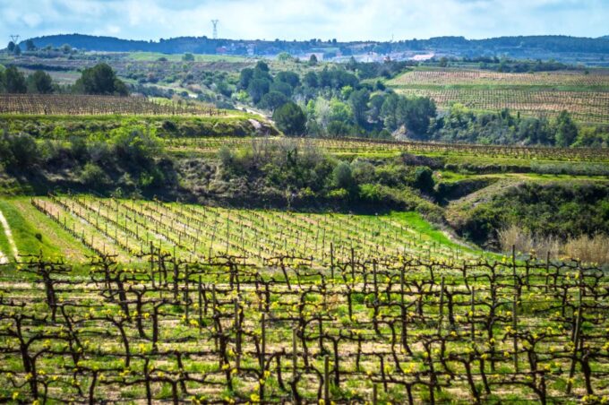 Barcelona: Guided Half-Day Wine and Electric Bike Tour - Arriving by Car