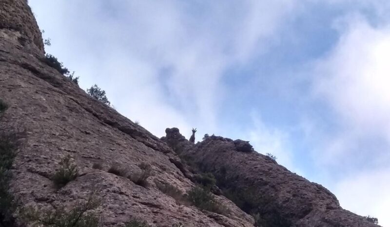 Barcelona: Montserrat Monastery and Natural Park Guided Tour - Free Time at Monastery
