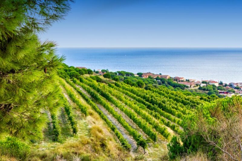 Barcelona Wine Tasting Private Tour With Wine Expert - Tour Options