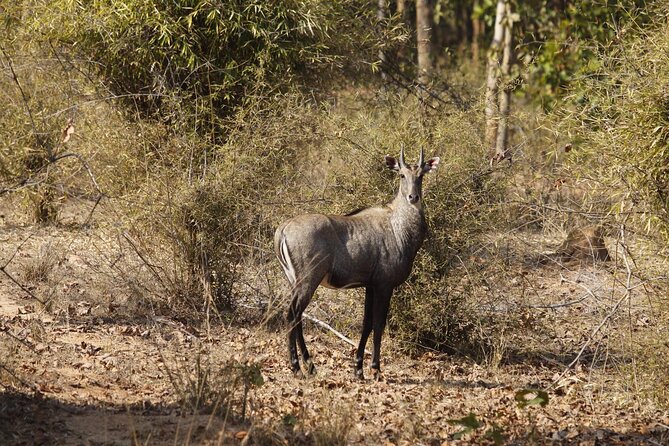 Bardia National Park Package With Tiger Tops Karnali Lodge - Safari Experiences in Bardia