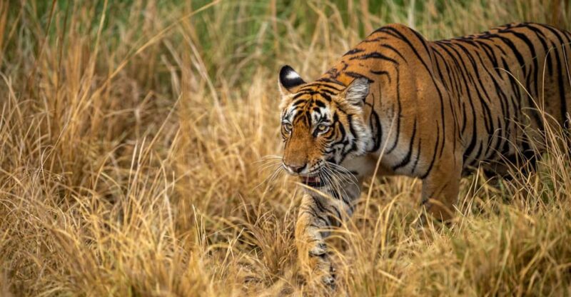Bardia Tour-Tiger Safari in Nepal - Explore Lush Forests and Tranquil Rivers