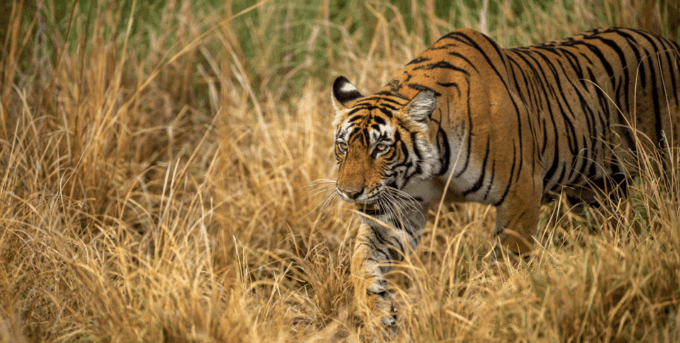 Bardia Tour-Tiger Safari in Nepal - Safari Activities