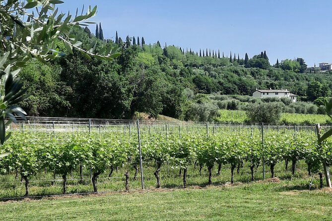 Bardolino: Vineyard Tour, Wine, Oil and Food Tasting - Suggested Improvements