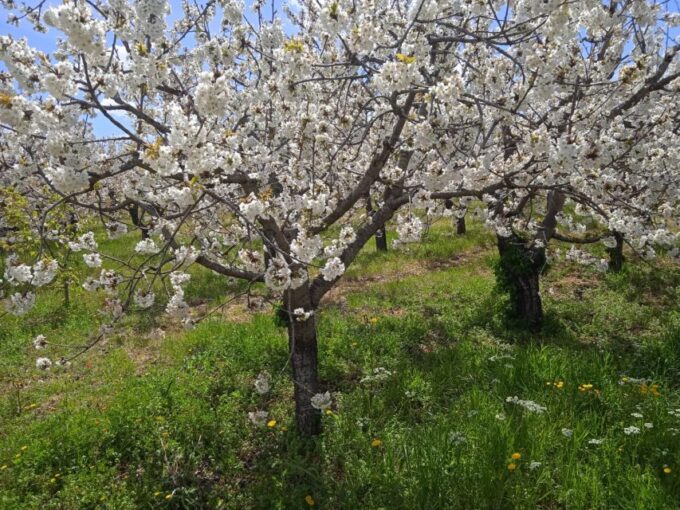 Bari: E-Bike Tour and Fresh Pasta Cooking Class in Masseria - Participant Suitability