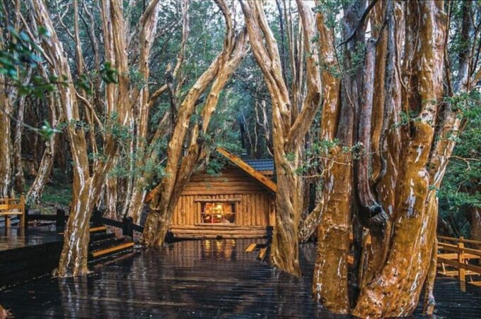Bariloche: Arrayanes Forest and Victoria Island Tour - Inclusions and Exclusions