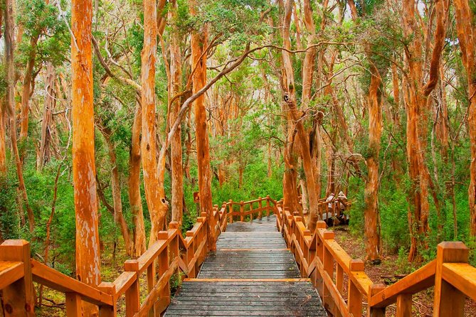 Bariloche Victoria Island and Arrayanes Forest - Immersive Guided Experiences