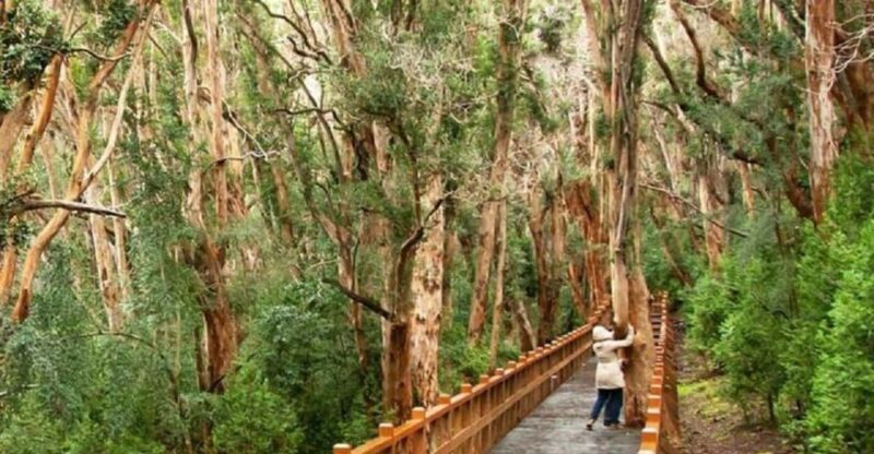 Bariloche Victoria Island and Arrayanes Forest - Inclusions and Options