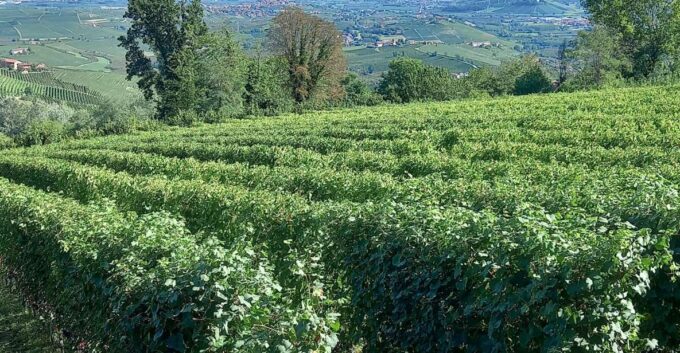 Barolo Langhe Wine Tour - Frequently Asked Questions