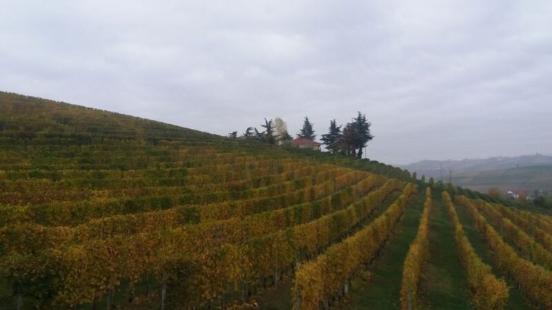 Barolo: Truffle Hunting and Wine Tasting - Key Points