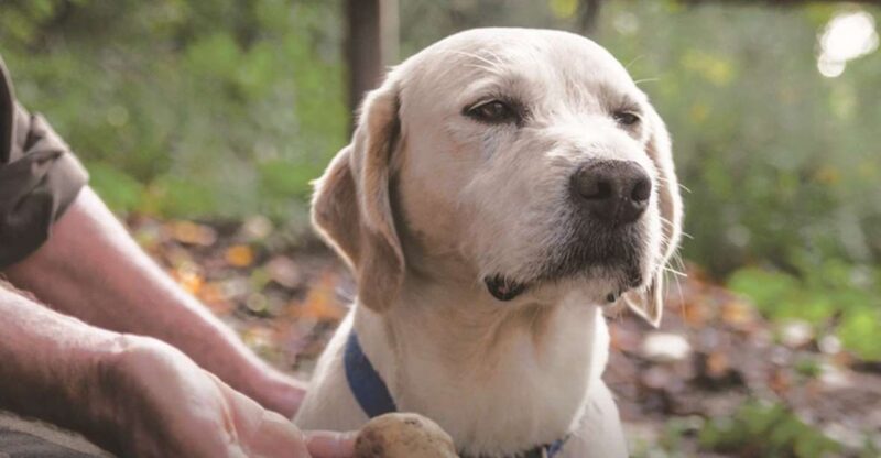Barolo: Truffle Hunting and Wine Tasting - Truffle Hunting Experience