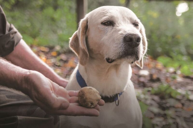 Barolo: Truffle Hunting and Wine Tasting - Participant Suitability