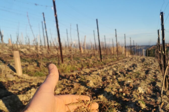 Barolo&Barbaresco Wine Tour With a Local Winemaker From Alba - Impressive Reviews and Ratings