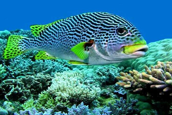 Barong Kris Dance and Blue Lagoon Beach Snorkeling With Transport - Aquatic Adventure