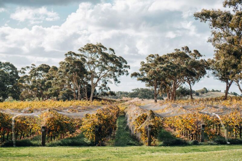 Barossa Valley: Ecovine Explorer - E-Cart Vineyard Tour - Eco-Friendly Electric Carts