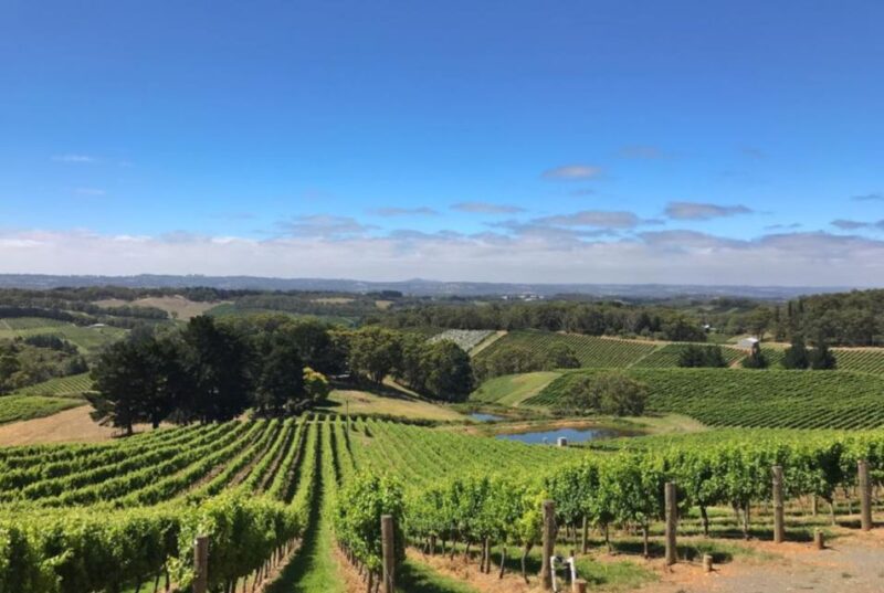 Barossa Valley: Gourmet Food & Wine Tour With Cheese Tasting - Panoramic Views of Barossa