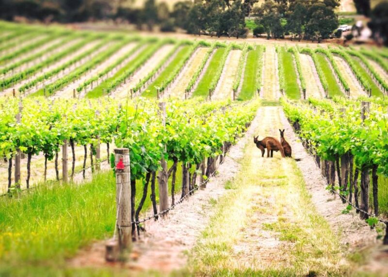 Barossa Valley: Two Hands 1.5-Hour Vineyard Tour - Activity Details