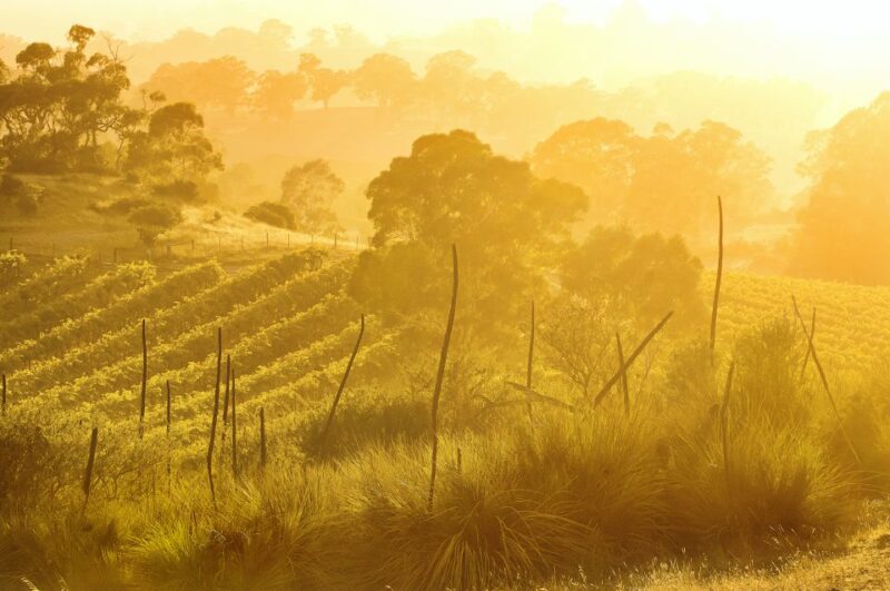 Barossa Valley: Two Hands Flagship Vineyard Experience - Wine Tasting With Personal Guide