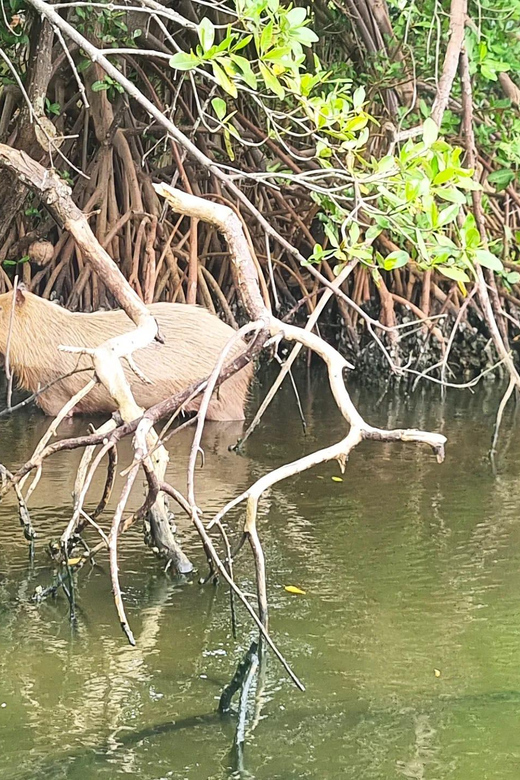 Barra Da Tijuca: the Kingdom of Waters, Its Secrets and Biodiversity. - Tour Inclusions and Exclusions