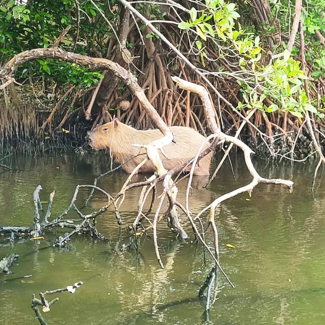 Barra Da Tijuca: the Kingdom of Waters, Its Secrets and Biodiversity. - Visiting the Kingdom of Waters
