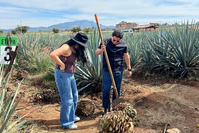 Barrel Tequila Tour Explore Tequila's Culture and Traditions - An Authentic Day in Tequila: A Step-by-Step Breakdown