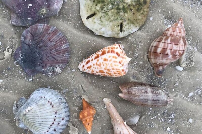 Barrier Island Shelling Tour - Experience Highlights