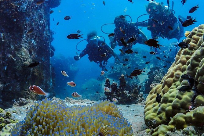 Basic Diver ( One Day Experience) - Pricing and Guarantee