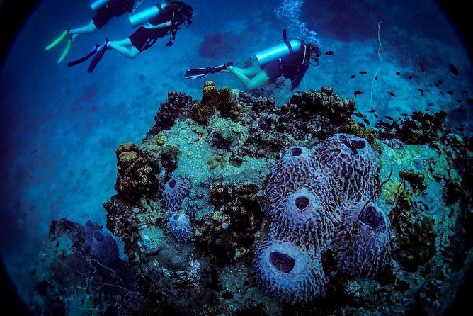 Basic Diver ( One Day Experience) - Booking Confirmation