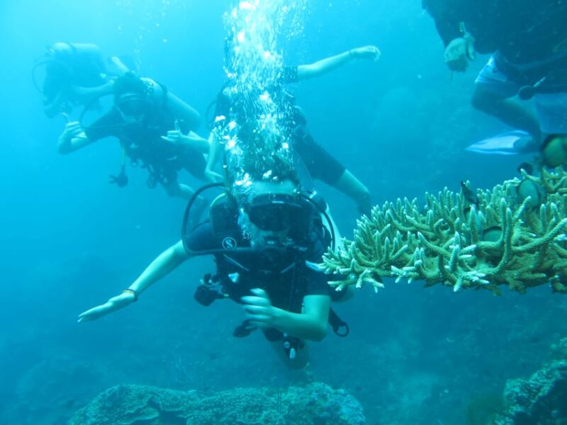 Basic Fun Dive at Menjangan Island - Itinerary and Transportation