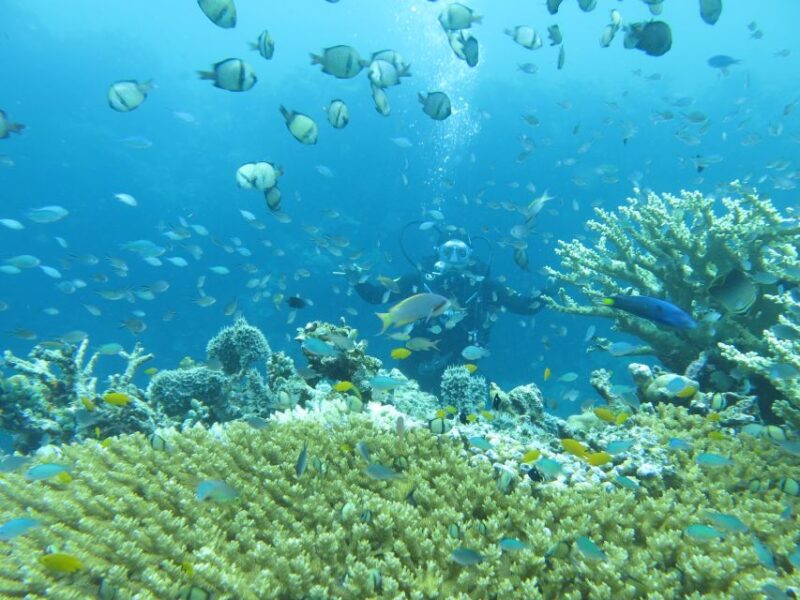 Basic Fun Dive At Menjangan Island - Pricing and Reservations