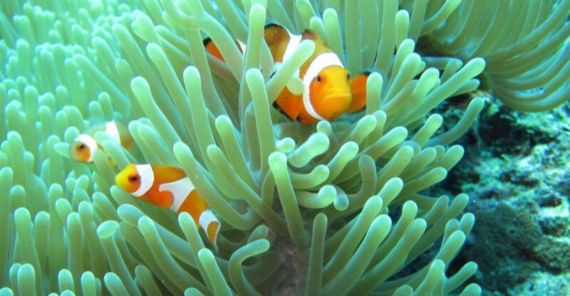 Basic Snorkeling at Menjangan Island - Booking and Cancellation Policy