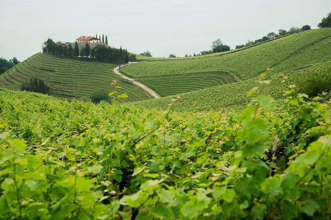 BASQUE CHEESE and TXAKOLI WINE - Private Gastronomic Adventure - Accessibility and Requirements