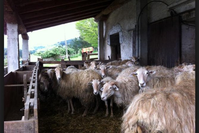 BASQUE CHEESE and TXAKOLI WINE - Private Gastronomic Adventure - Pricing and Cancellation Policy