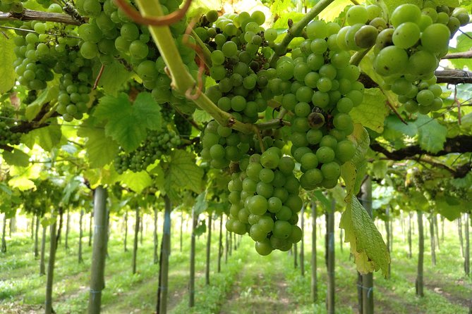 BASQUE CHEESE and TXAKOLI WINE - Private Gastronomic Adventure - Customer Feedback