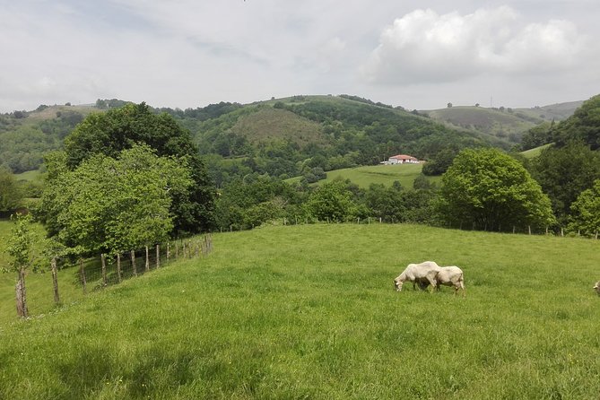 BASQUE CHEESE and TXAKOLI WINE - Private Gastronomic Adventure - Basque Cheese Tasting