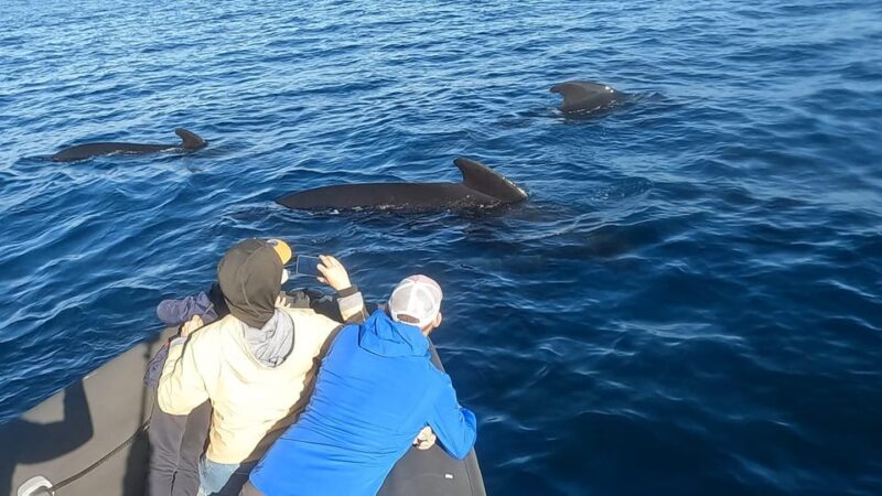Basque Country: Dolphin Watching Boat Trip - Key Points