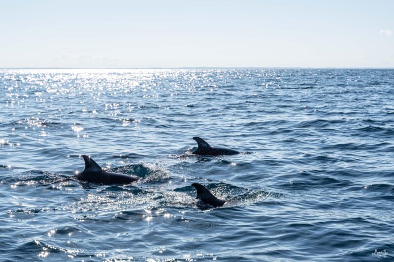 Basque Country: Dolphin Watching Boat Trip - Wildlife Viewing Experience