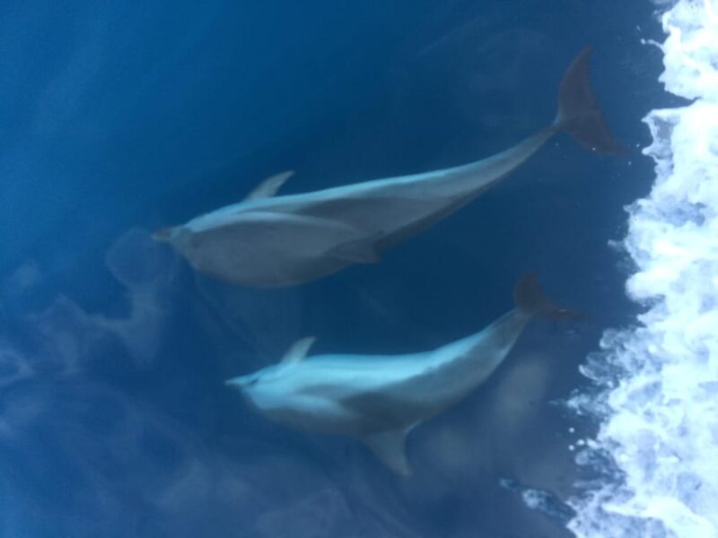 Basque Country: Dolphin Watching Boat Trip - Inclusions and Restrictions