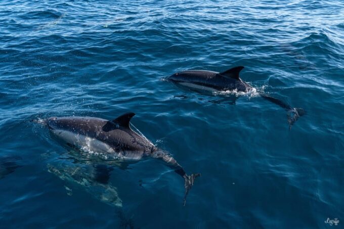 Basque Country: Dolphin Watching Boat Trip - Meeting Point and Duration