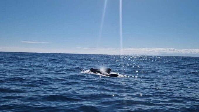 Basque Country: Dolphin Watching Boat Trip - Exploration in the Basque Country