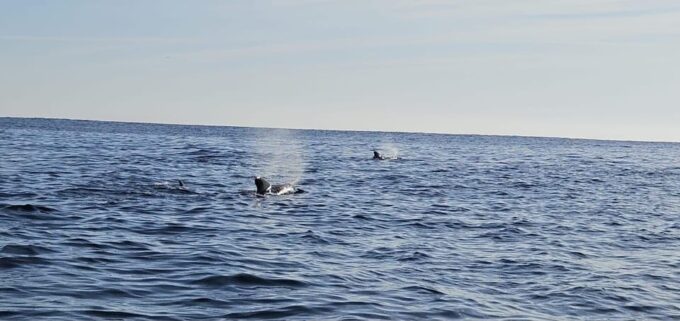 Basque Country: Dolphin Watching Boat Trip - Frequently Asked Questions