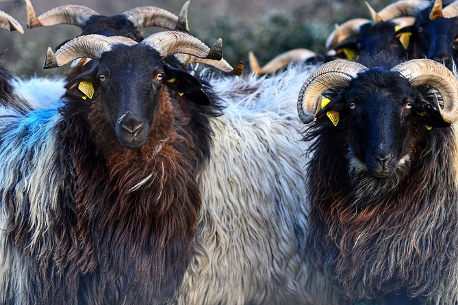 Basque Country Food Tour - Inclusions and Amenities