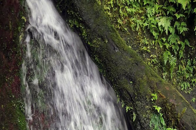 Basseterre Rainforest Hike - Overview of the Hike