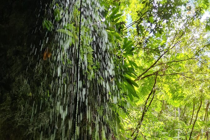 Basseterre Rainforest Hike - Pickup and Dropoff Options