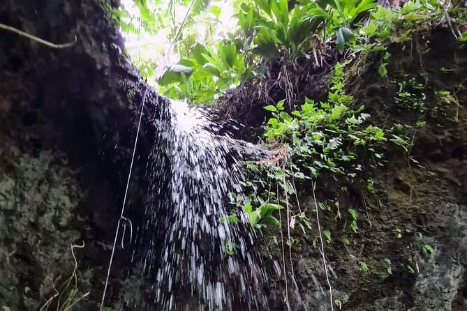 Basseterre Rainforest Hike - Cancellation and Payment