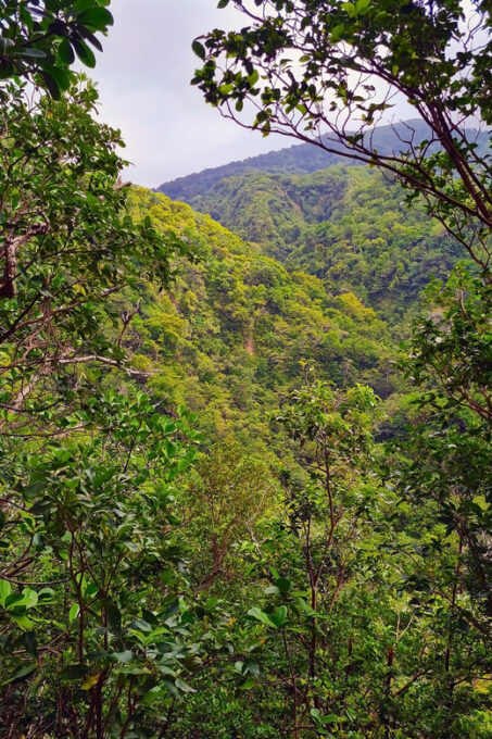 Basseterre Rainforest Hike - Frequently Asked Questions