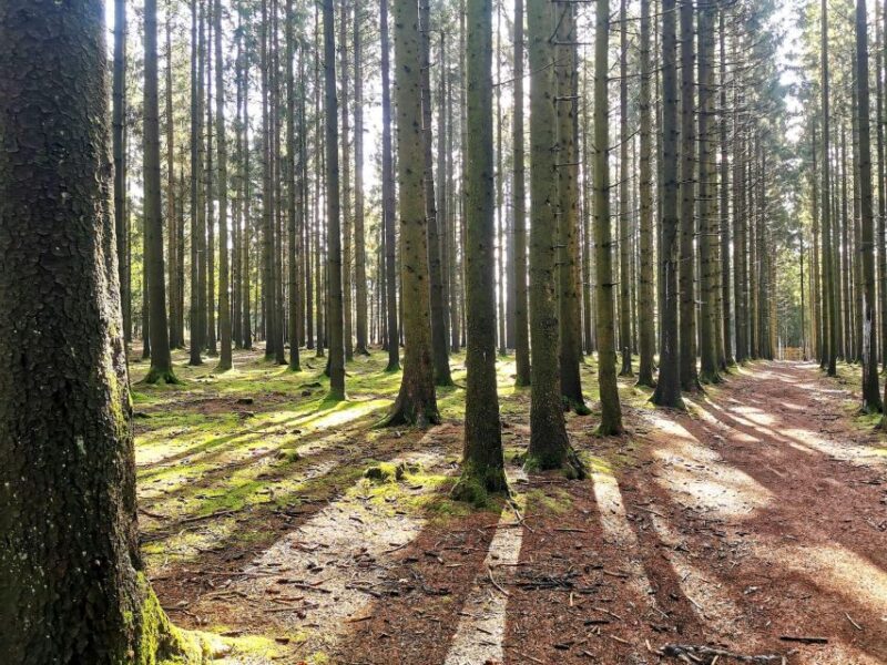 Bastogne, Battle of the Bulge Private Tour - Tour Experience